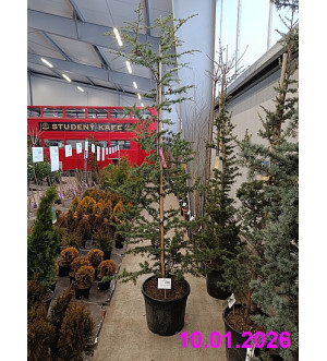 Cedrus atlantica C 35 L